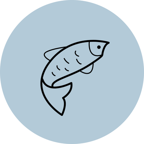 Jiaozi mit Loup de Mer (Wolfsbarsch)